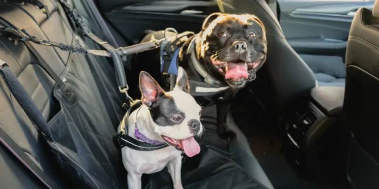 Dogs in car