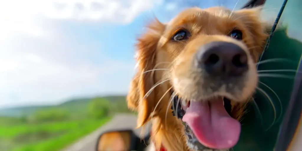 Dog head outside car window